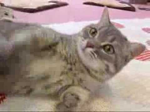 Munchkin cat マンチカン たんぽぽちゃん