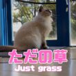 バーマン猫ラフ【ただの草】Just grass（バーマン猫）Birman/Cat