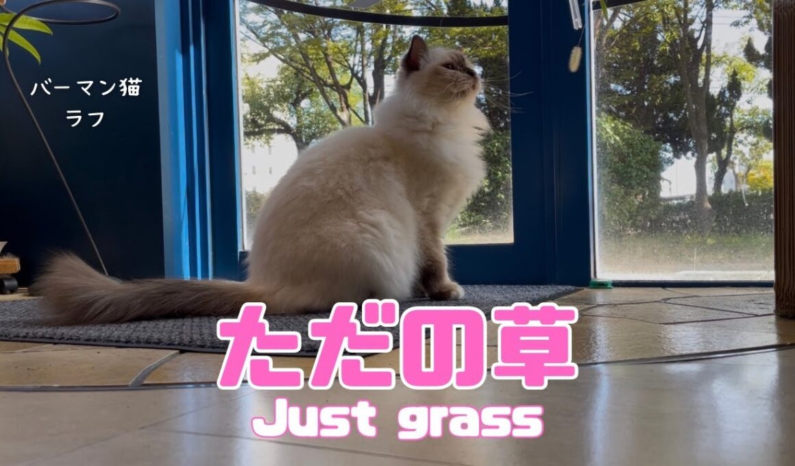 バーマン猫ラフ【ただの草】Just grass（バーマン猫）Birman/Cat