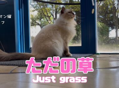 バーマン猫ラフ【ただの草】Just grass（バーマン猫）Birman/Cat