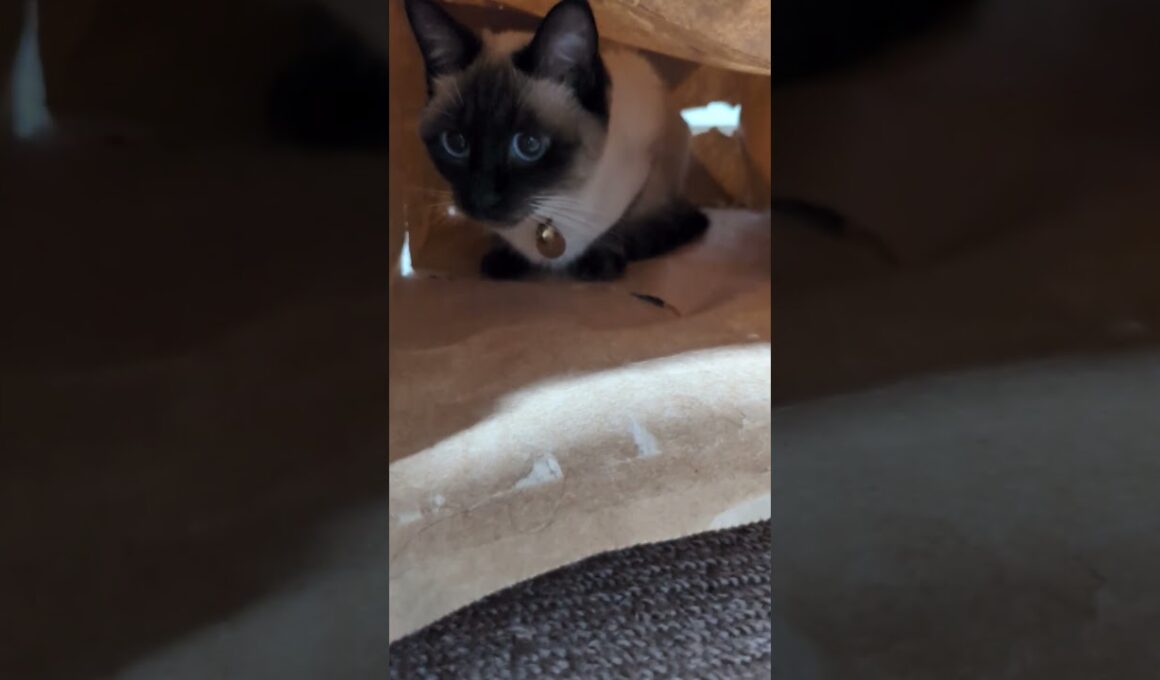 可愛いだけじゃだめですか？😻 シャム猫☆マロンちゃん#cat #catshorts #シャム猫 #しゃむねこ #ねこのいる生活 #ねこのいる暮らし