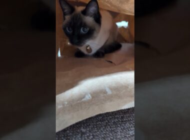 可愛いだけじゃだめですか？😻 シャム猫☆マロンちゃん#cat #catshorts #シャム猫 #しゃむねこ #ねこのいる生活 #ねこのいる暮らし