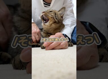 お母さんに大事な所を触られて、「そこはだめぇっ」と注意する猫