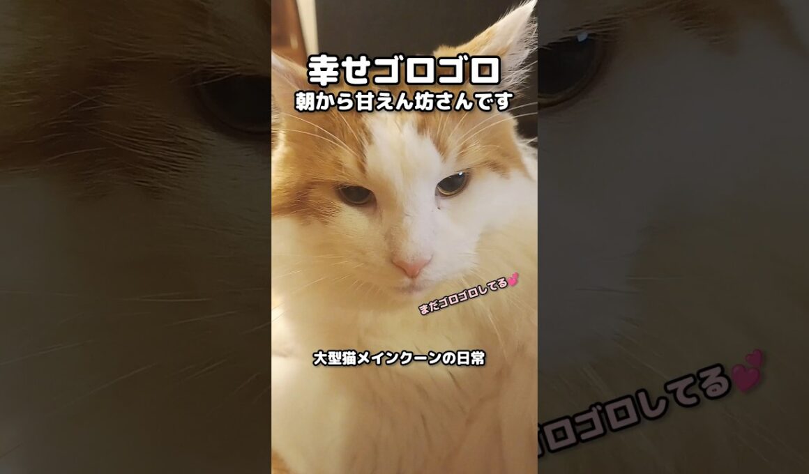 今日のセテさん  #メインクーン #ノルウェージャンフォレストキャット #大型猫 #猫のいる暮らし #shorts #cat #mainecoon #catshorts
