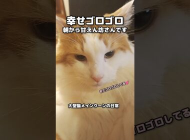 今日のセテさん  #メインクーン #ノルウェージャンフォレストキャット #大型猫 #猫のいる暮らし #shorts #cat #mainecoon #catshorts