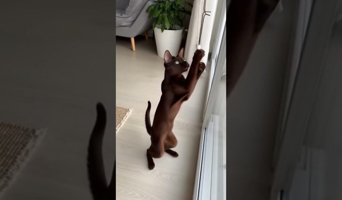 Havana Brown's curtain cord dance 🐱💃