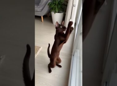 Havana Brown's curtain cord dance 🐱💃