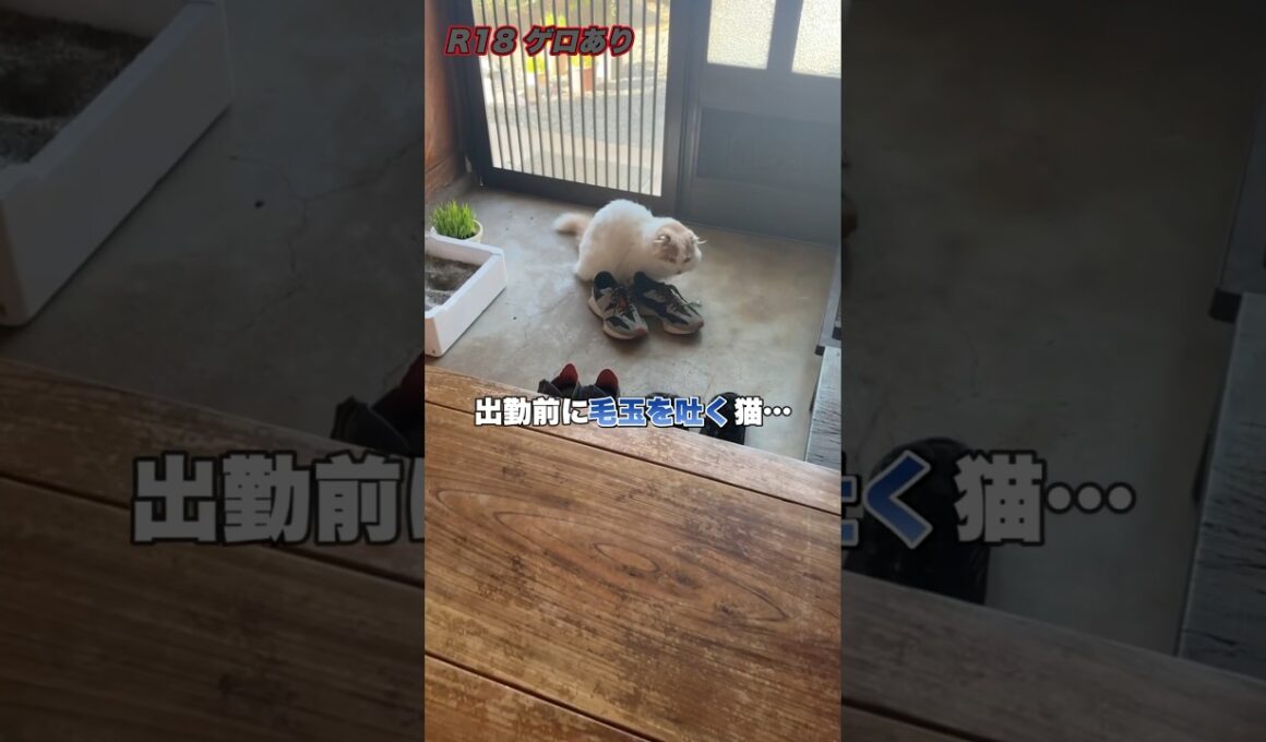 出勤前、スニーカーにゲロする猫！？ #スコティッシュフォールド