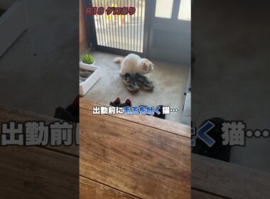 出勤前、スニーカーにゲロする猫！？ #スコティッシュフォールド