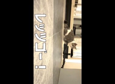 秋のミニ運動会を急遽開催した様子 マンチカンひちゃん 221015