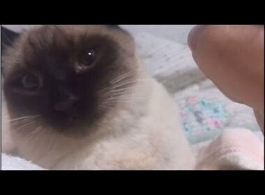 倍返しだ！シャム猫 siamese cat is too sleepy to be good boy