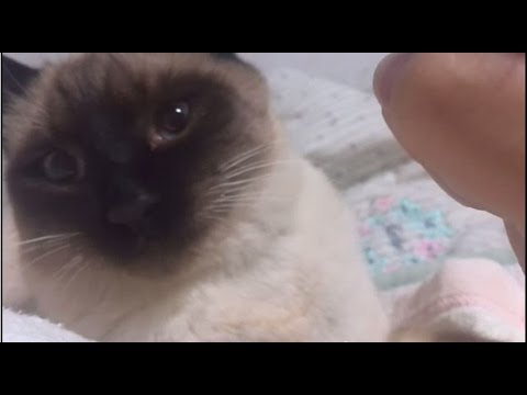 倍返しだ！シャム猫 siamese cat is too sleepy to be good boy