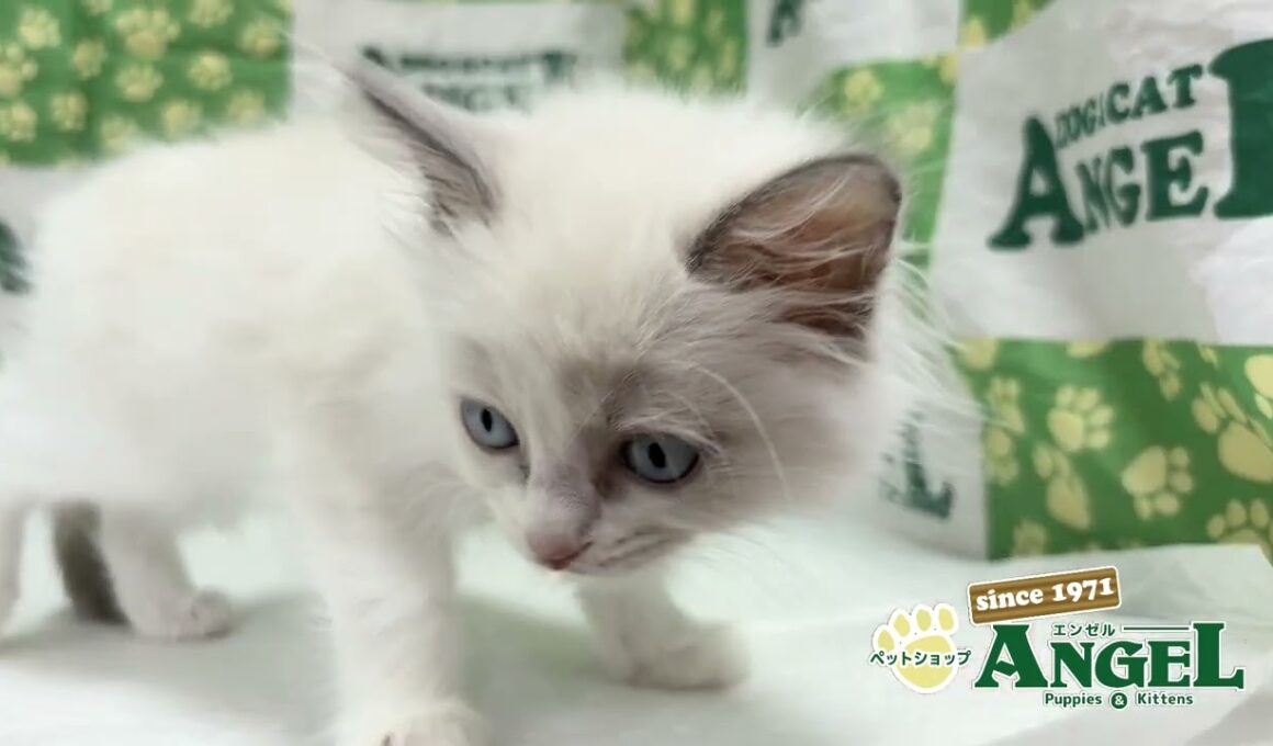 ラグドール 2511051 【ペットショップエンゼル　子犬・子猫販売】