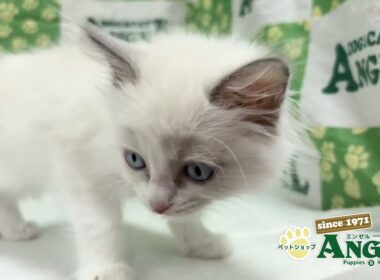 ラグドール 2511051 【ペットショップエンゼル　子犬・子猫販売】