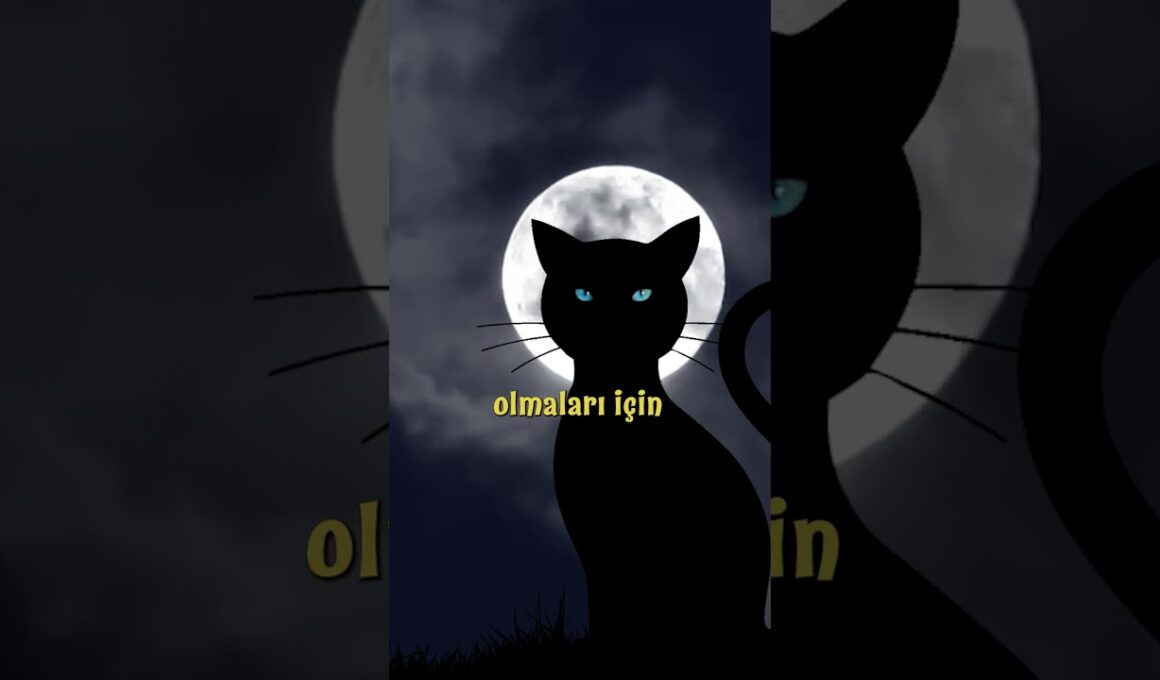 Bombay Kedisi: Siyah Panter Görünümüyle Gizemli Bir Dost