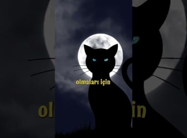 Bombay Kedisi: Siyah Panter Görünümüyle Gizemli Bir Dost