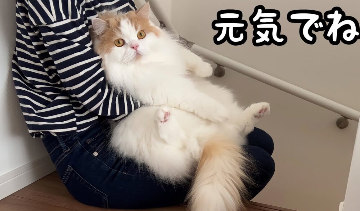 実家に帰らなくてはいけなくなり、愛猫と少し離れることになりました