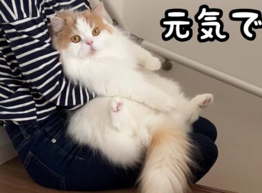実家に帰らなくてはいけなくなり、愛猫と少し離れることになりました