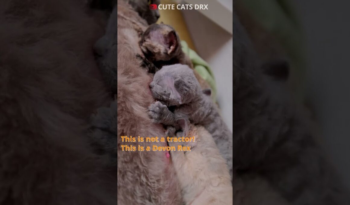 DEVON REX - Mother Cat Feeding Kittens: The Cuteness overload! #shorts