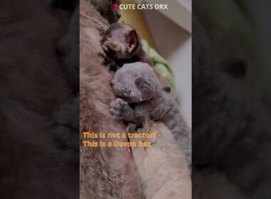 DEVON REX - Mother Cat Feeding Kittens: The Cuteness overload! #shorts
