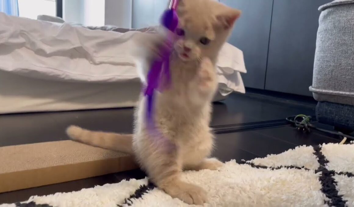 生後2ヶ月のブリティッシュショートヘアが爪研ぎ板で遊ぶとこうなります｜おもちの日記