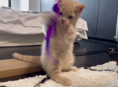 生後2ヶ月のブリティッシュショートヘアが爪研ぎ板で遊ぶとこうなります｜おもちの日記