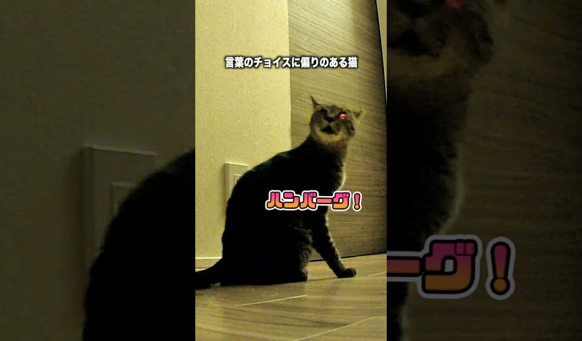 覚えたての日本語らしい…笑 #猫 #cat #shorts
