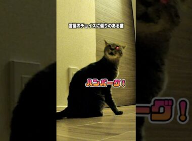 覚えたての日本語らしい…笑 #猫 #cat #shorts