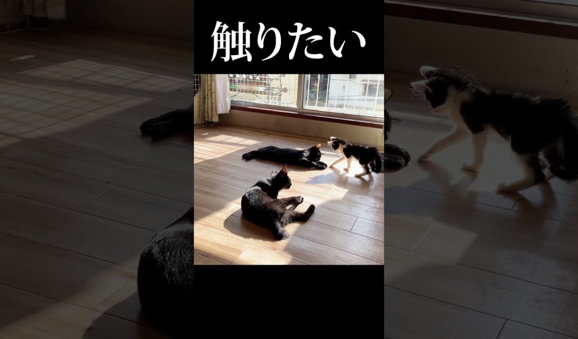 触りたい子猫 VS 触られたくない子猫 #保護猫 #子ネコ