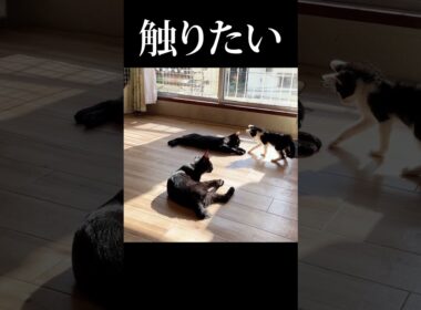 触りたい子猫 VS 触られたくない子猫 #保護猫 #子ネコ