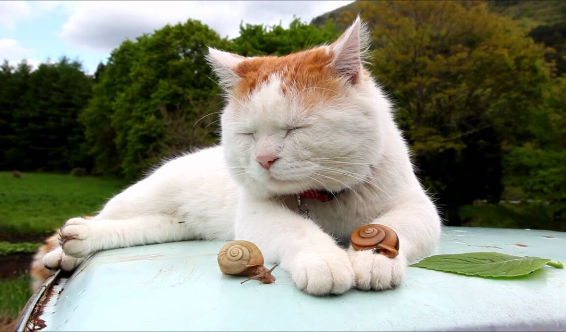 かたつむりとしろ　Shiro and snails