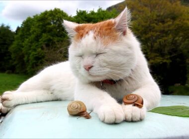 かたつむりとしろ　Shiro and snails