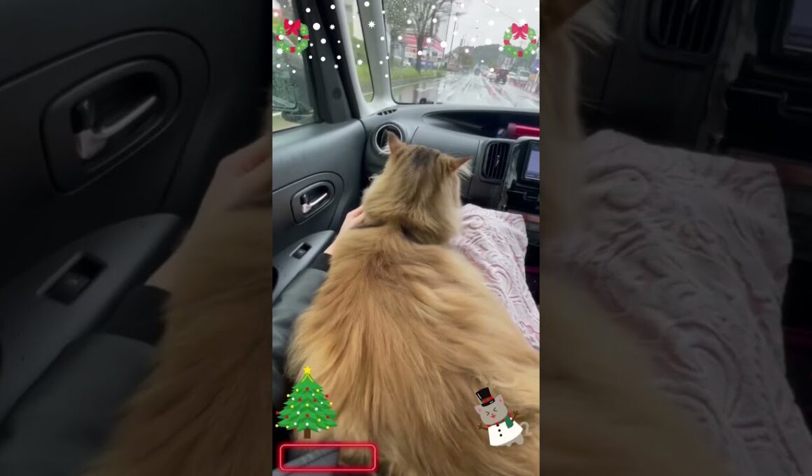 ドライブも余裕で行けちゃう猫😽♥️【トリミングへ向かう途中】