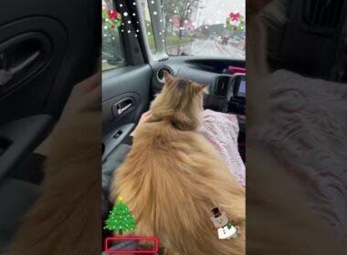 ドライブも余裕で行けちゃう猫😽♥️【トリミングへ向かう途中】