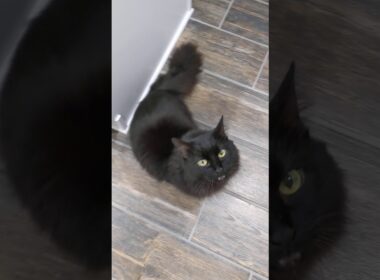 Cute Black Cat greets you!