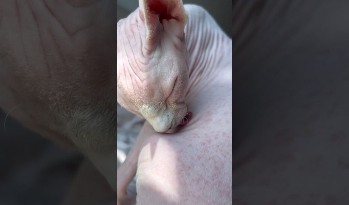 ワクチンアレルギー症状が出た毛のない猫【スフィンクス猫】