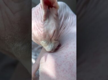ワクチンアレルギー症状が出た毛のない猫【スフィンクス猫】