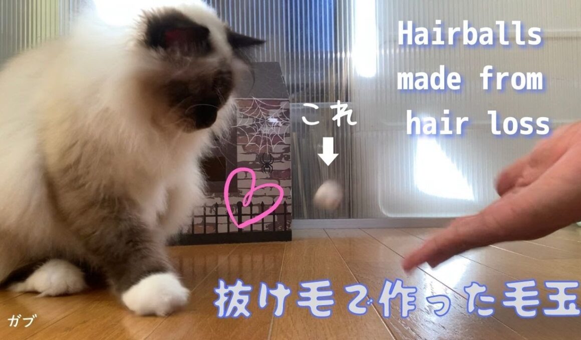 バーマン猫ガブとラフが遊ぶ【抜け毛で作った毛玉】Hairballs made from hair loss（バーマン猫）Birman/Cat