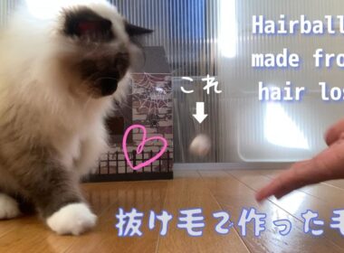 バーマン猫ガブとラフが遊ぶ【抜け毛で作った毛玉】Hairballs made from hair loss（バーマン猫）Birman/Cat
