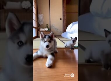 ハスキーとシャム猫のコンビ/The Husky and Siamese Cat Duo #cat #dog