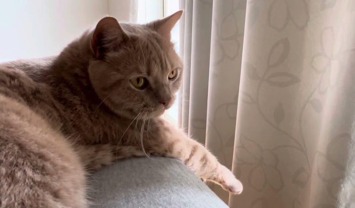 ブリティッシュショートヘアー（3歳）