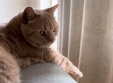 ブリティッシュショートヘアー（3歳）