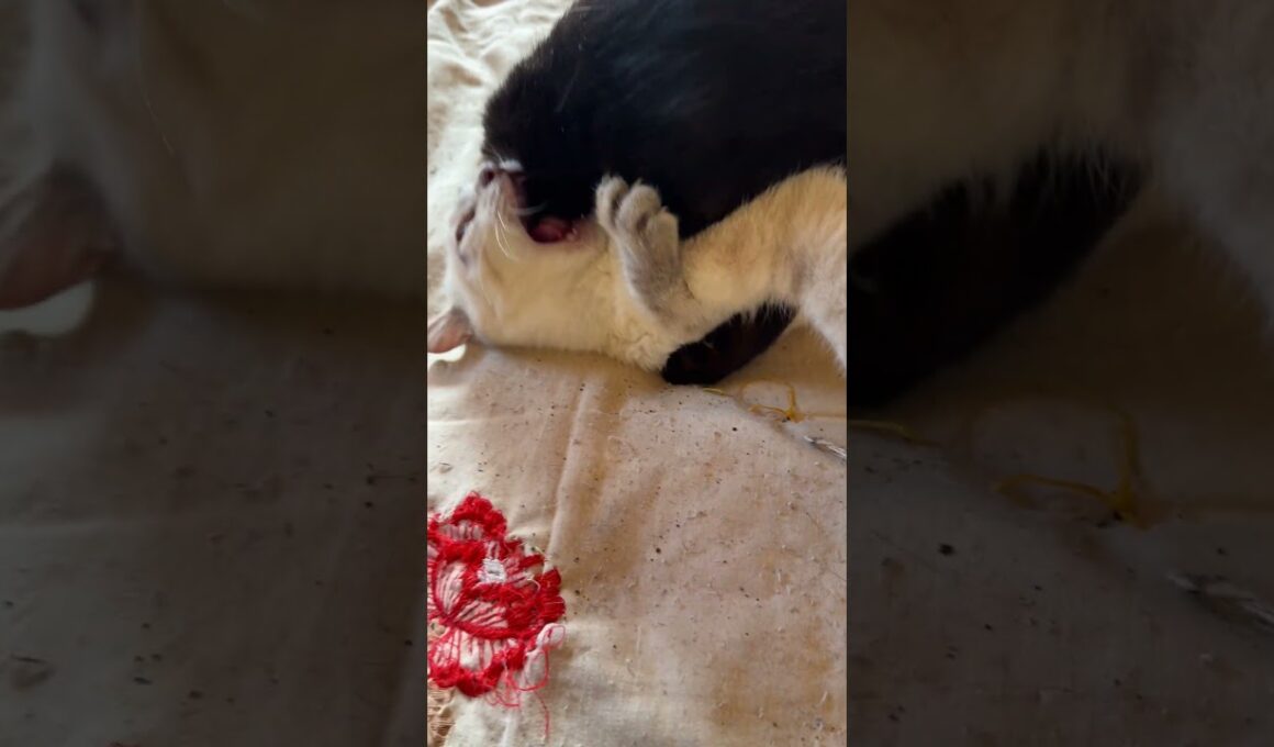 テーブルから下りてきたシャムの子ネコ雫、黒猫の黒夢と、じゃれて、最後は、巴投げを決めた！