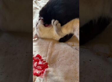 テーブルから下りてきたシャムの子ネコ雫、黒猫の黒夢と、じゃれて、最後は、巴投げを決めた！