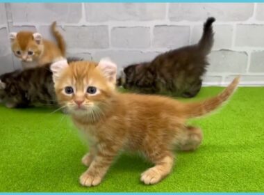 Coo&RIKU　No.00737818 アメリカンカール