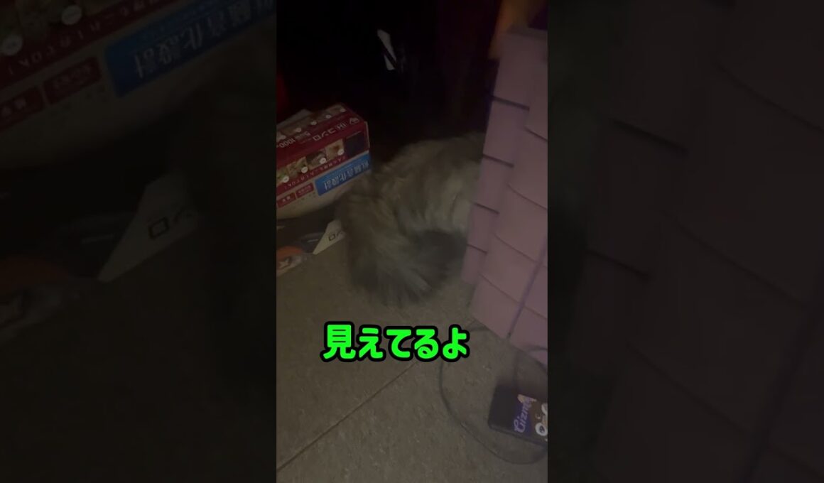 【ペルシャ猫】めんちゃん何してるの？ #shorts #cat #ペルシャ