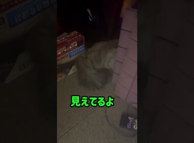 【ペルシャ猫】めんちゃん何してるの？ #shorts #cat #ペルシャ