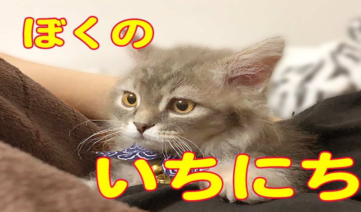 来世は子猫一択だわ！ラパーマ子猫の理想の一日！！