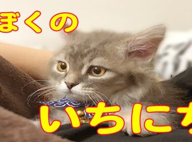 来世は子猫一択だわ！ラパーマ子猫の理想の一日！！