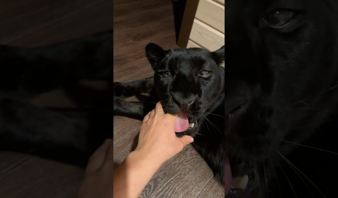 How to give a pill to a panther 😁